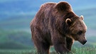Grizzly Bär im Yellowstone Park. | Bild: WDR/taglicht media GmbH