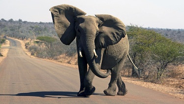 Elefant im Krüger Nationalpark in Südafrika | Bild: picture alliance / blickwinkel/McPHOTO | McPHOTO
